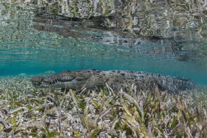 Cocodrile in the shallow, Gardens of the Queen Mexico by Alejandro Topete 
